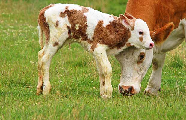 Kalb und Kuh auf einer Wiese