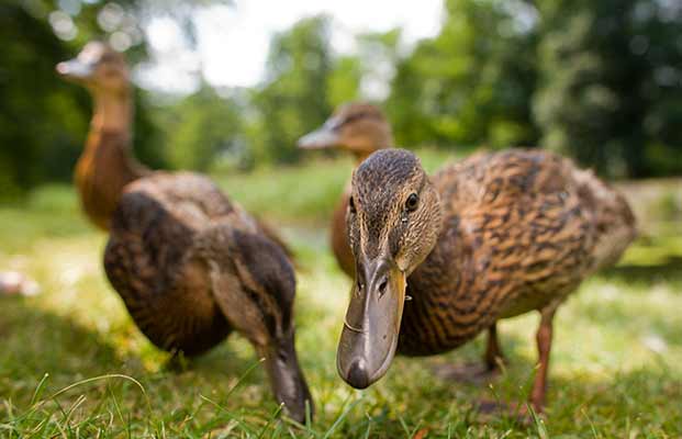 Enten schauen in die Kamera