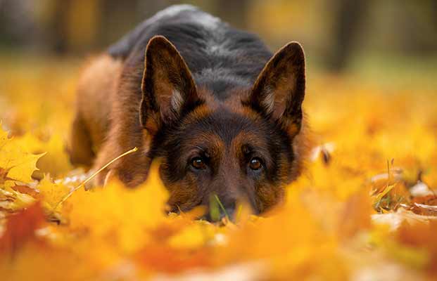 Hund in einem Wald