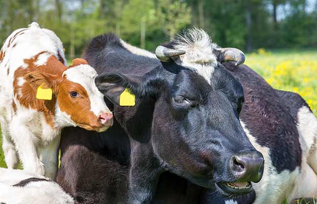 Kalb und Kuh auf einer Wiese