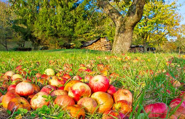 Äpfel liegen auf dem Boden