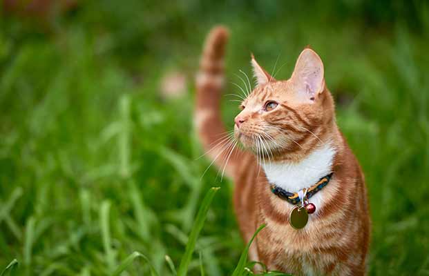 Katze im hohen Gras