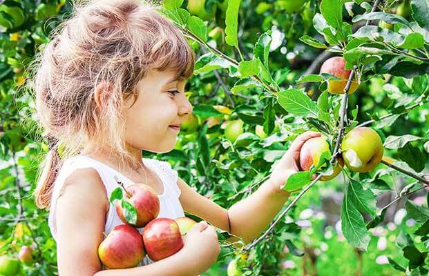 Mädchen erntet Äpfel