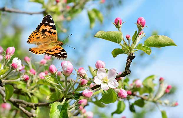 Schmetterling und eine Apfelblüte