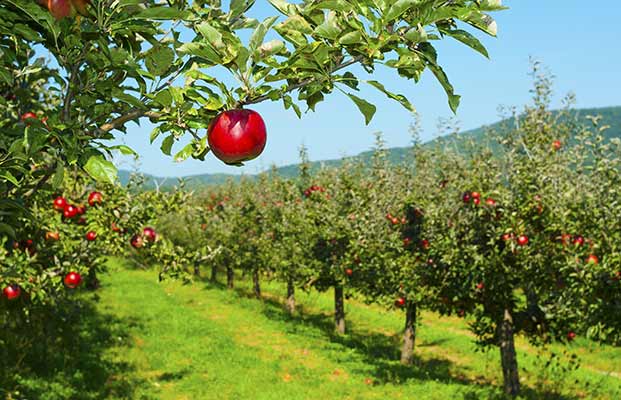 Apfelbäume in Dorf Tirol