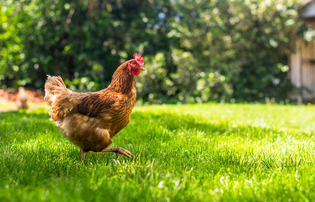 Huhn streift durch den Garten