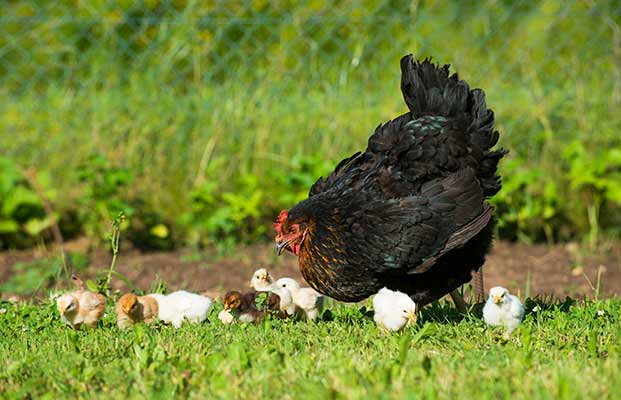 Huhn mit Küken auf einer Wiese