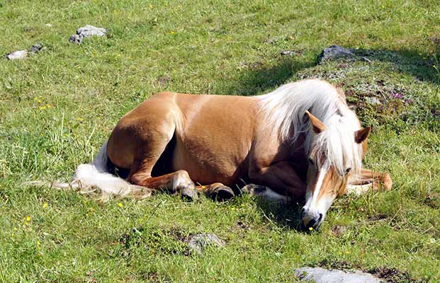 Pferd auf einer Wiese liegend