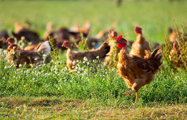 Viele Hühner auf einer Wiese