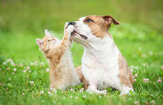 Hund und Katze spielen gemeinsam