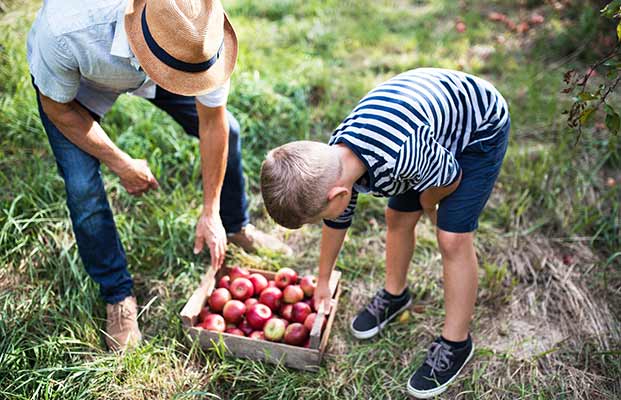 Vater und Sohn ernten Äpfel