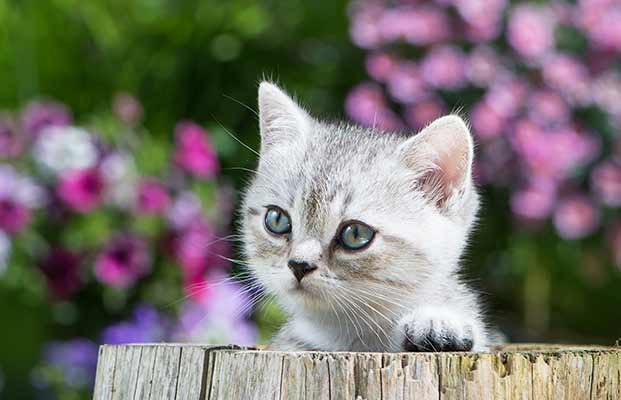 Kleine Katze schaut über einen Baumstamm