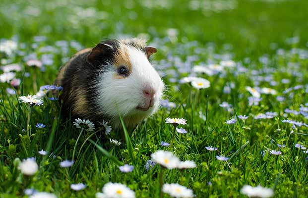 Meerschweinchen sitzt im Garten