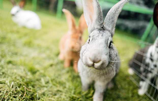 Hase blickt in die Kamera