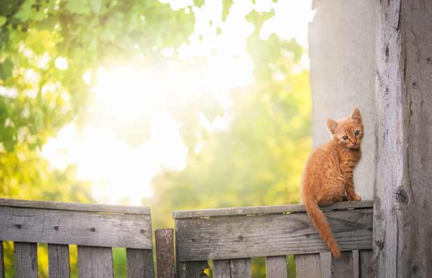 Katze sitzt auf einem Zaun