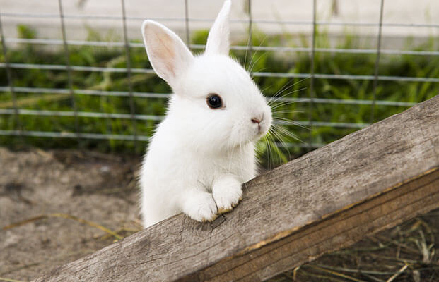 Junger neugieriger Hase