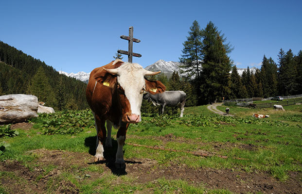 Kuh im Passeiertal