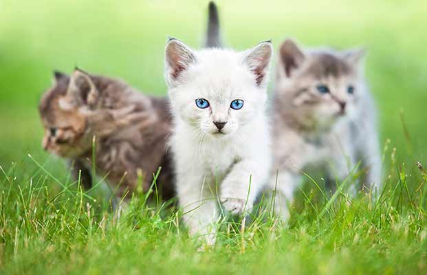 Drei junge Katzen streifen durch das Gras
