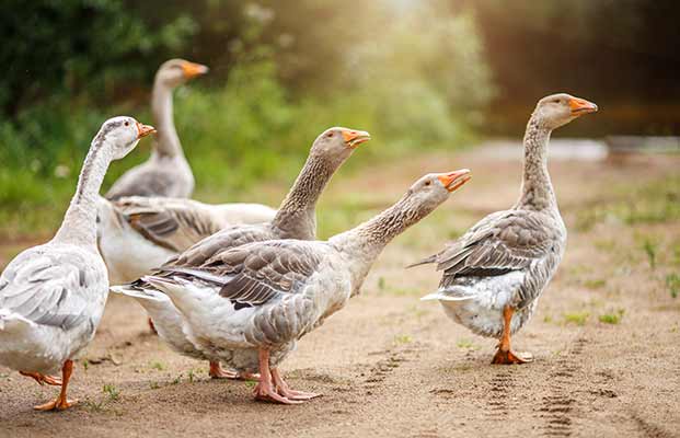 Gänse erkunden die Gegend