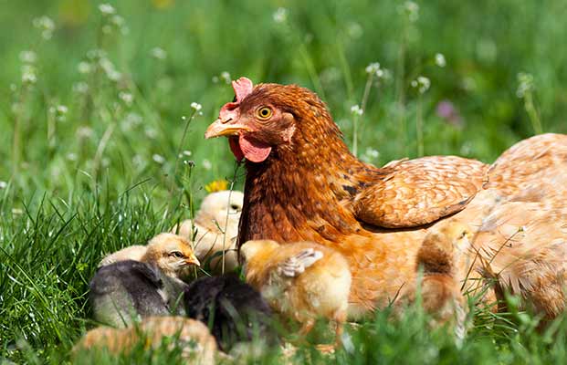 Huhn mit Küken auf einer Wiese