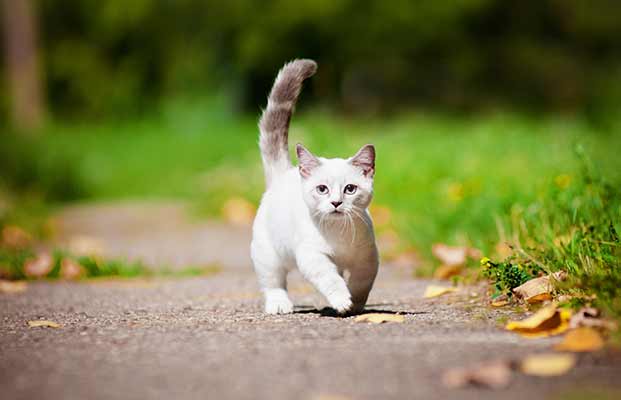 Junge Katze auf Erkundungstour