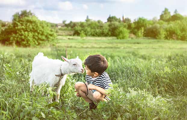 Kleiner junge und Ziege in einer Wiese