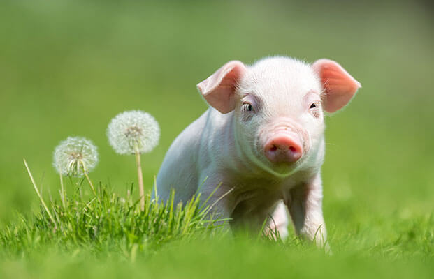 Ferkel sitz auf einer Wiese