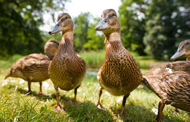 Enten spazieren durch eine Wiese