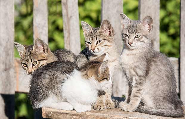 Vier junge Katzen beobachten die Umgebung