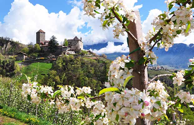 Schloss Tirol und eine Apfelblüte