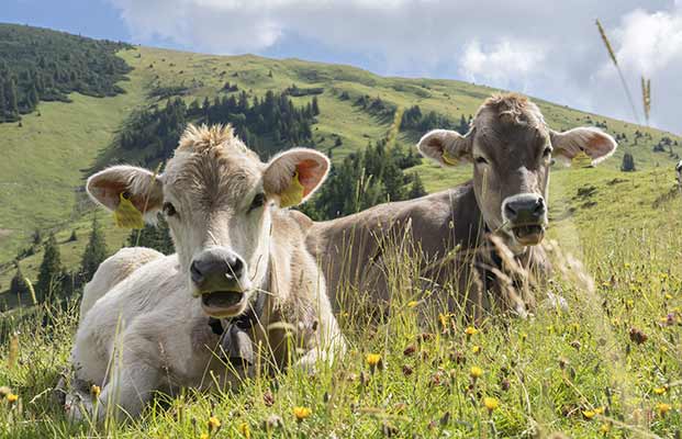 Kühe auf der Alm