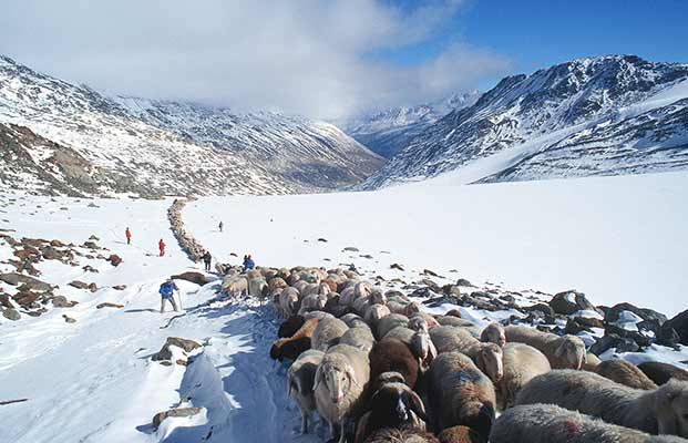 Eine große Herde Schafe im Winter