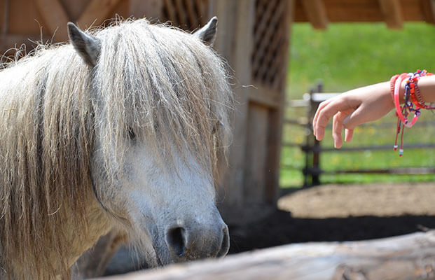 Pferd auf einem Bauernhof