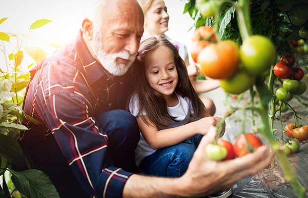 Opa und Nichte ernten Tomaten