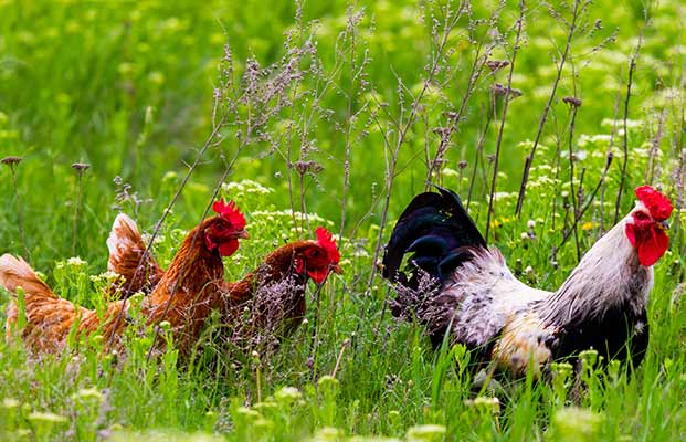Hühner streifen durch hohes Gras