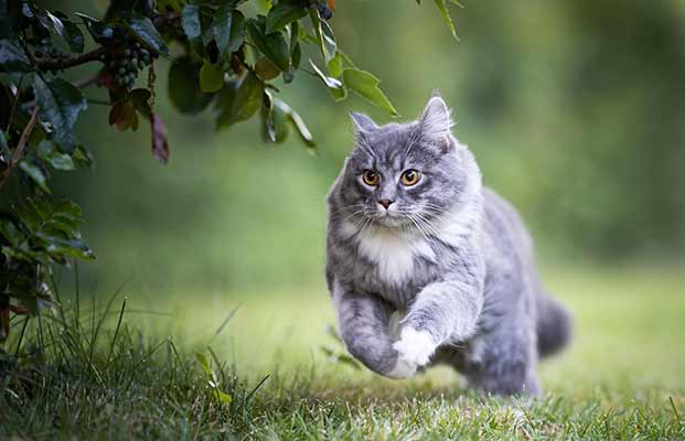 Katze auf der Jagd