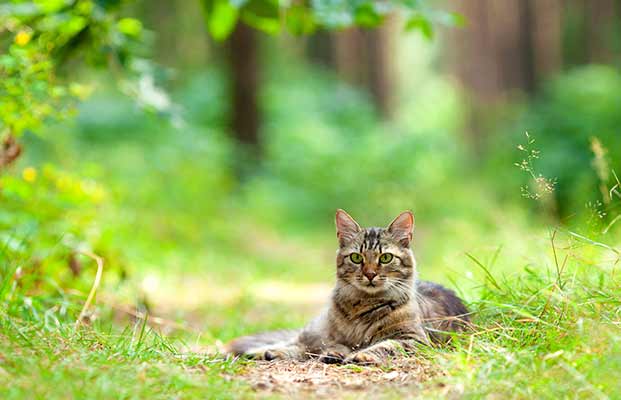 Katze chillt im Wald