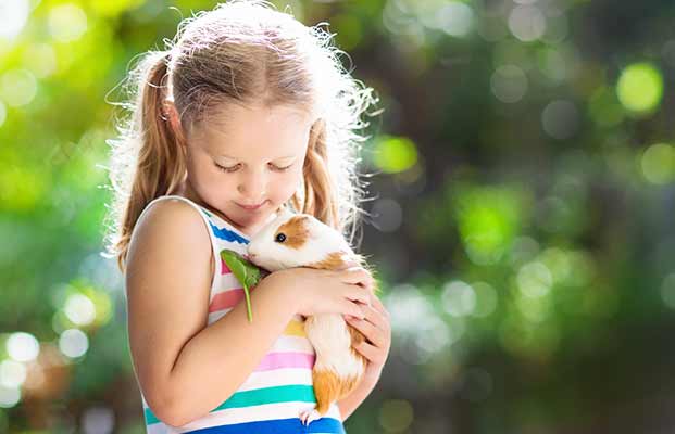 Mädchen hält  Meerschweinchen in der Hand