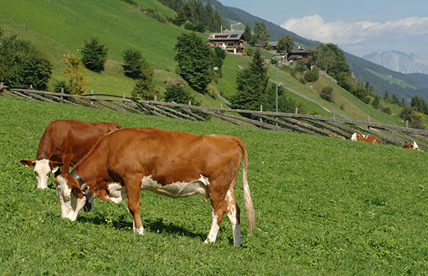 Kühe in Ulten