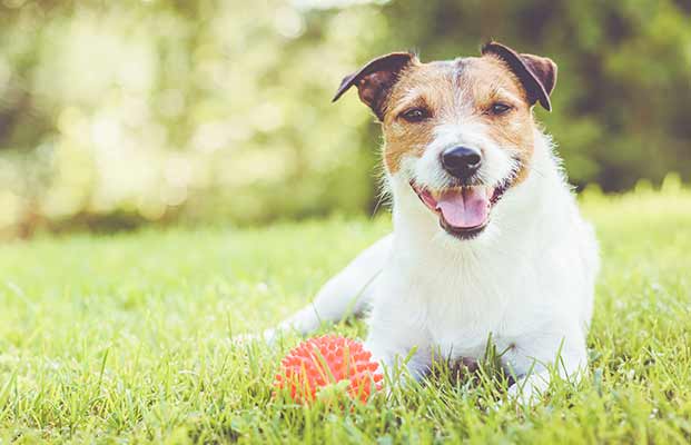 Glücklicher Hund liegt in einer Wiese