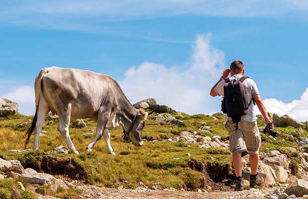 Wanderung mit Kühen 