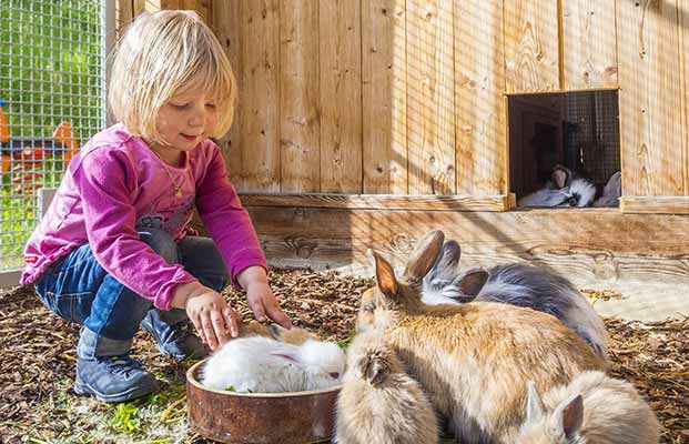 Kleines Mädchen spielt mit Hasen