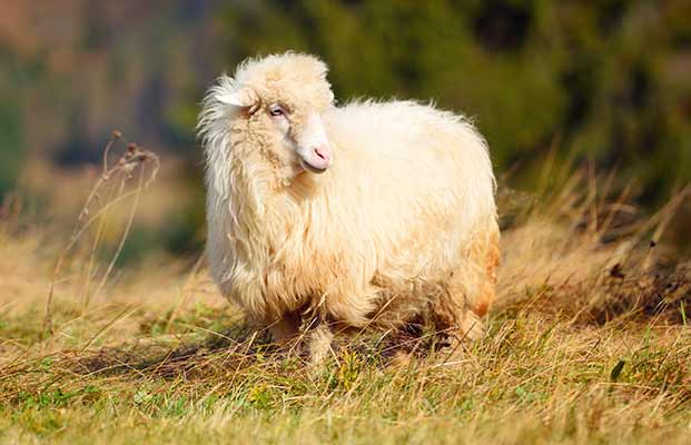 Schaf chillt auf einer Wiese