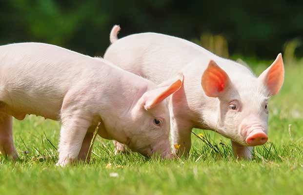 Zwei Ferkel auf einer Wiese