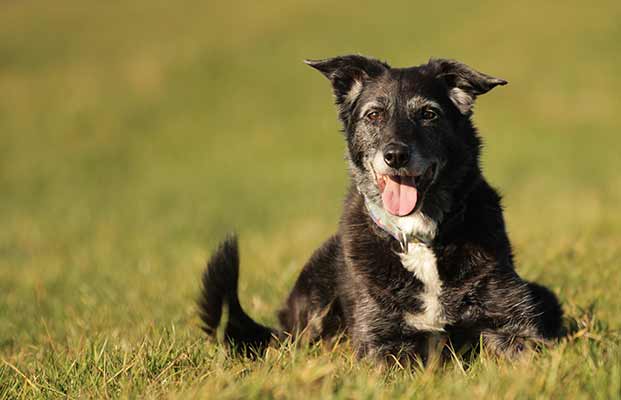 Hund liegt auf einer Wiese