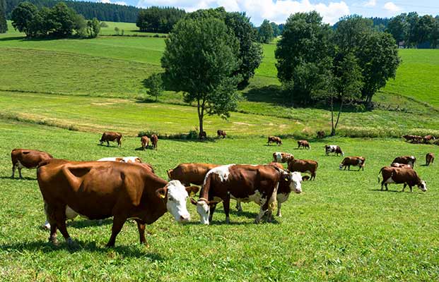 Kühe stehen auf einer Wiese