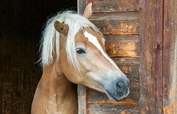 Pferd in einem Stall