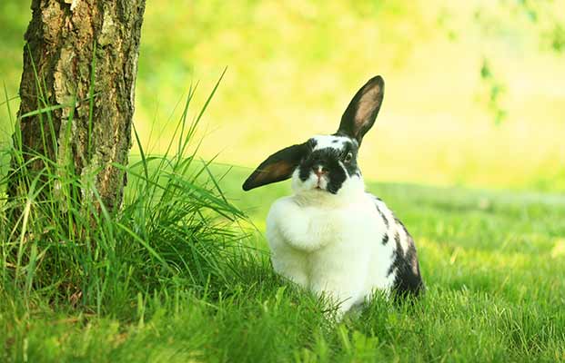 Hase chillt in einem Garten