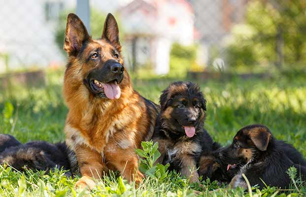 Schäferhund mit Welpen chillen im Garten