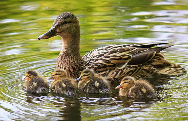 Ente schwimmt auf einem See